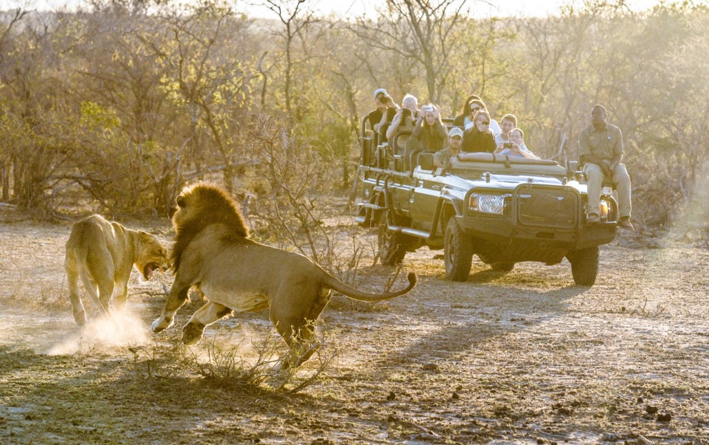 This pair of lions went about their business without even caring how close we were