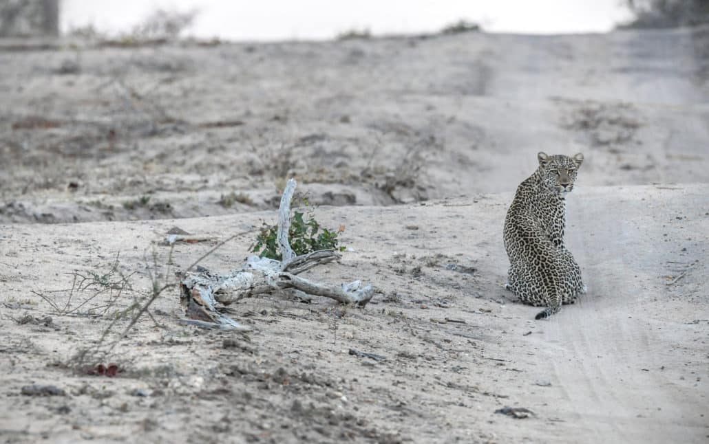 Encountering this leopard was magical