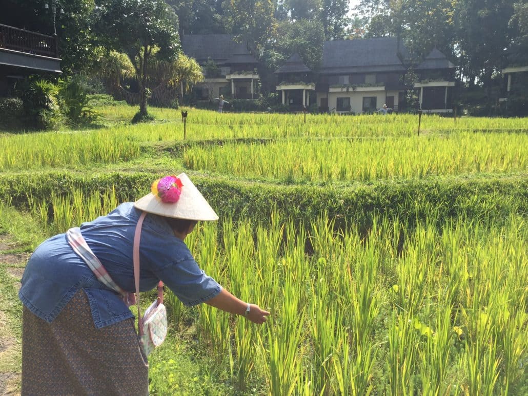 Rice farming with the Four Seasons Chiang Mai