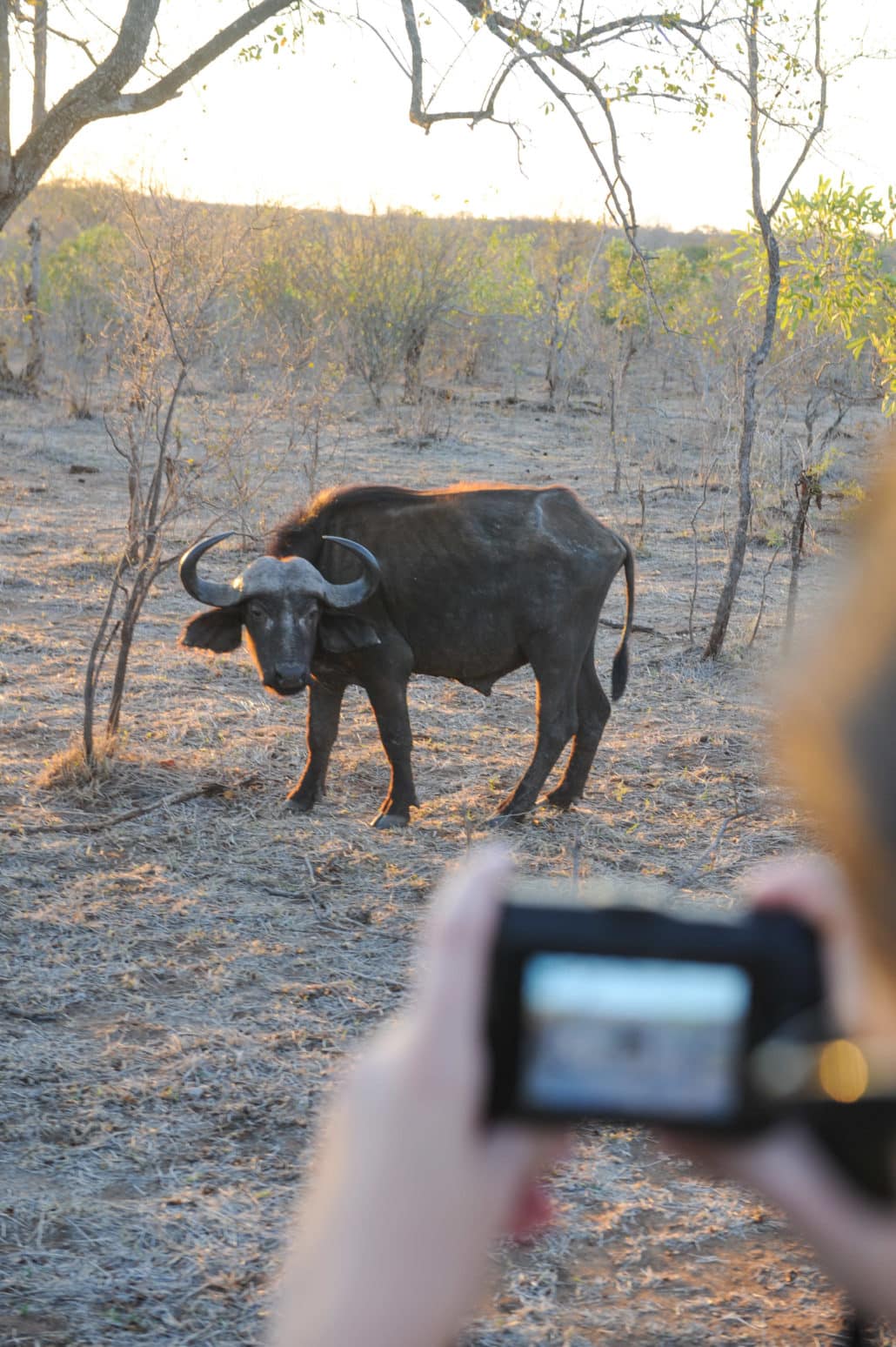 Cape buffalo looking back at us