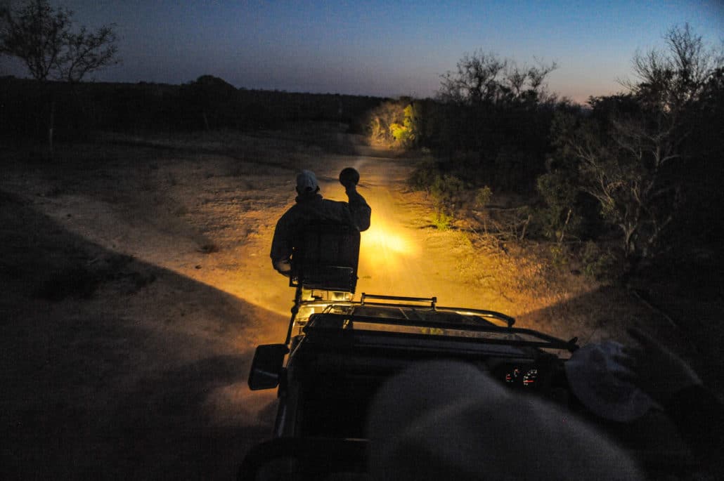 Evening game drives continued into darkness but with use of a spotlight to search out animals