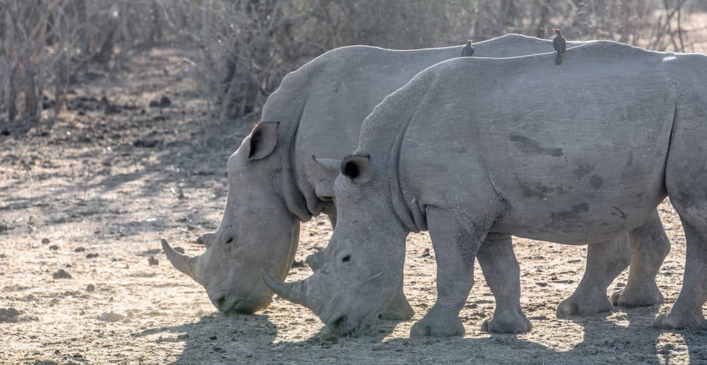Two white rhinos graze next to one another