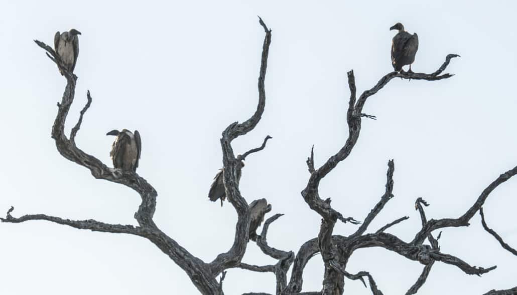 Vultures watch us as we pass below