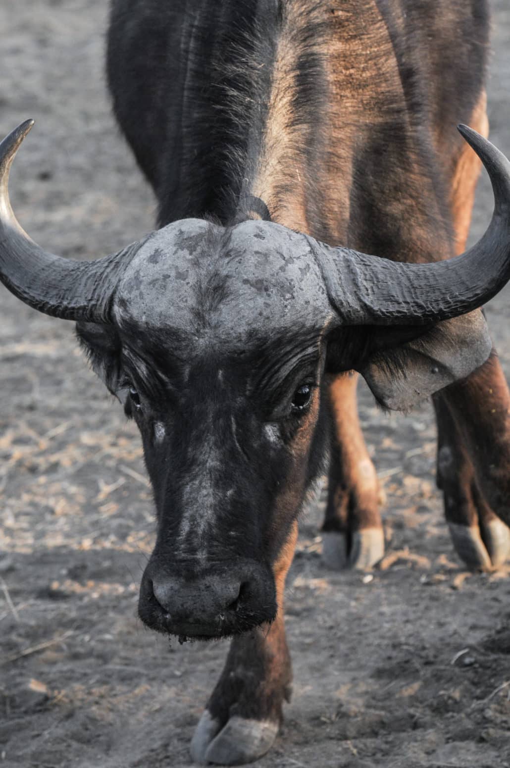 A Cape buffalo with sweet eyes comes close to our car