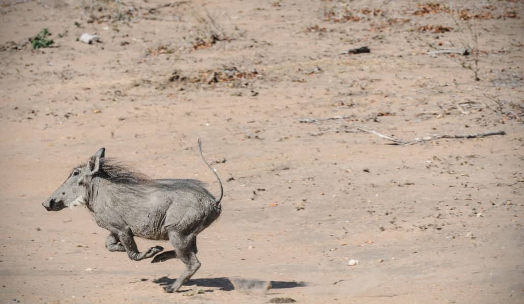 A young warthog makes a run for it