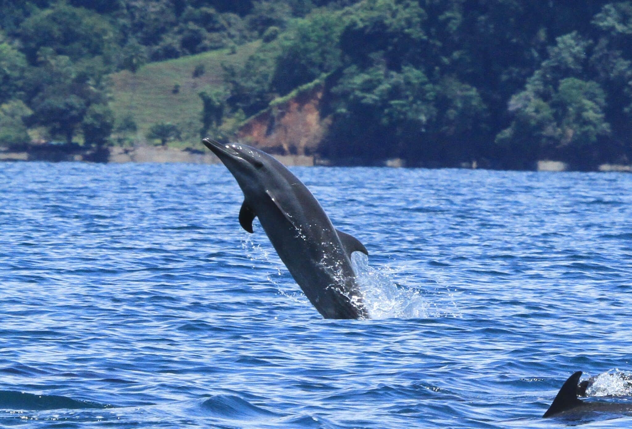 Dolphin jumping (Credit: CEIC)