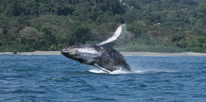 Humpback whale in Costa Rica's Golfo Dulce (Credit: CEIC)