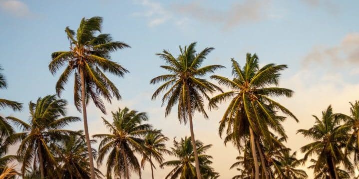 Palm trees 720x360 (from Unsplash)