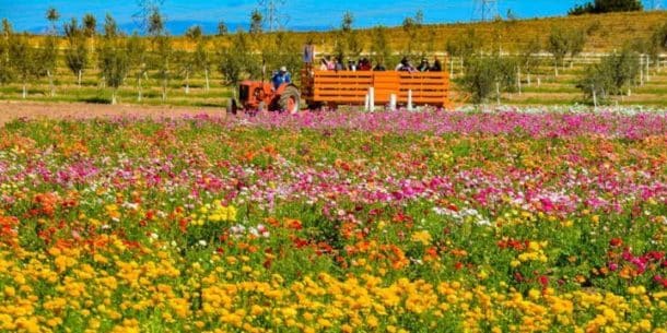 Carlsbad Flower Fields 