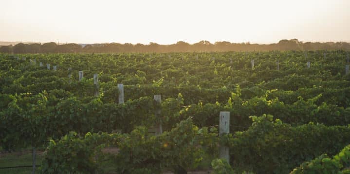 Vineyard in Gillespie County in Texas Hill Country (Credit: B. Mistich)