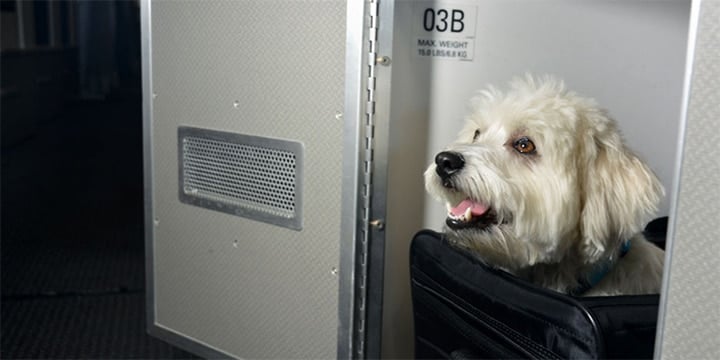 American store airlines kennel