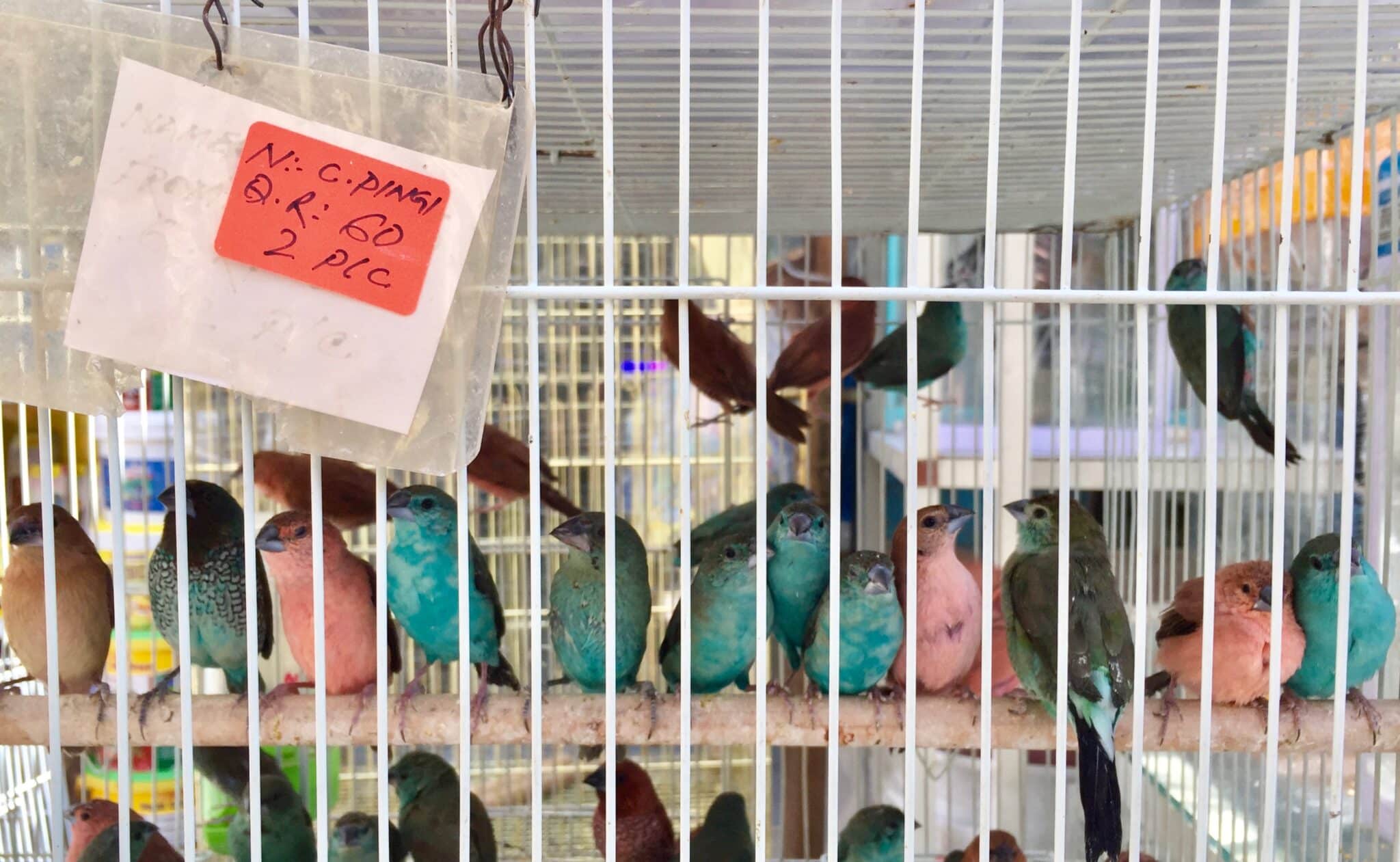 Birds for sale at Souq Waqif