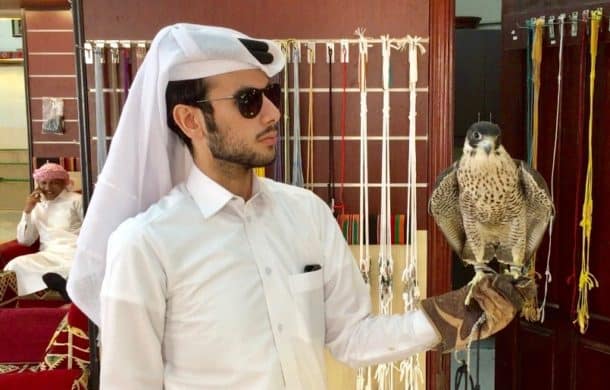 A falconer with a fairly low-end (~$10,000) falcon