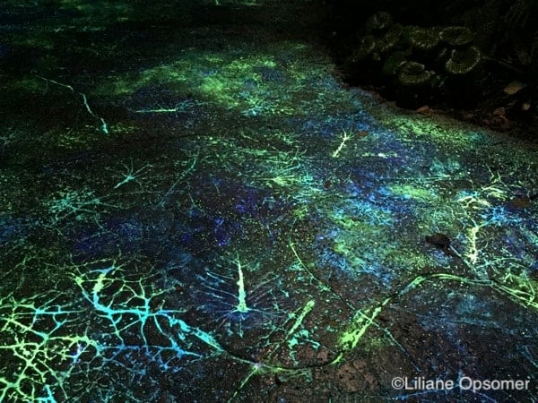 In Pandora the floor glows at night