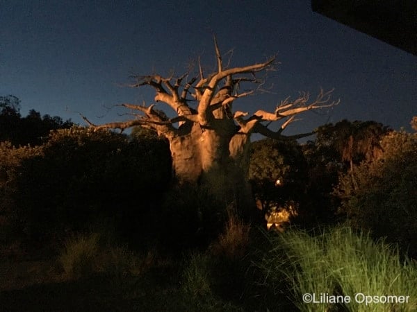 Kilimanjaro Safaris sunset 