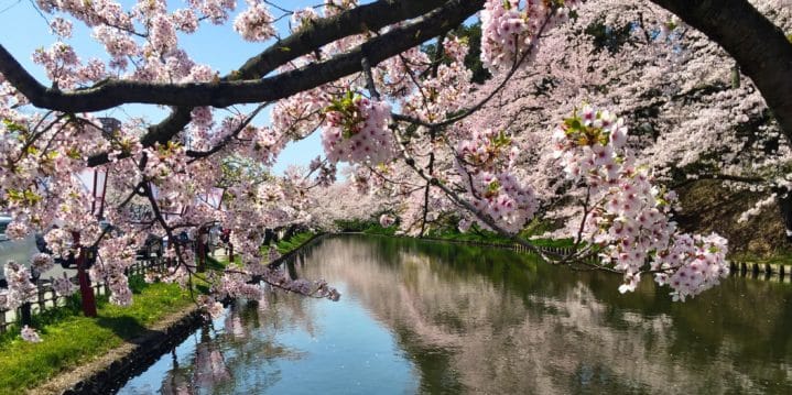 National Cherry Blossom Festival and All Nippon Airways to Plant