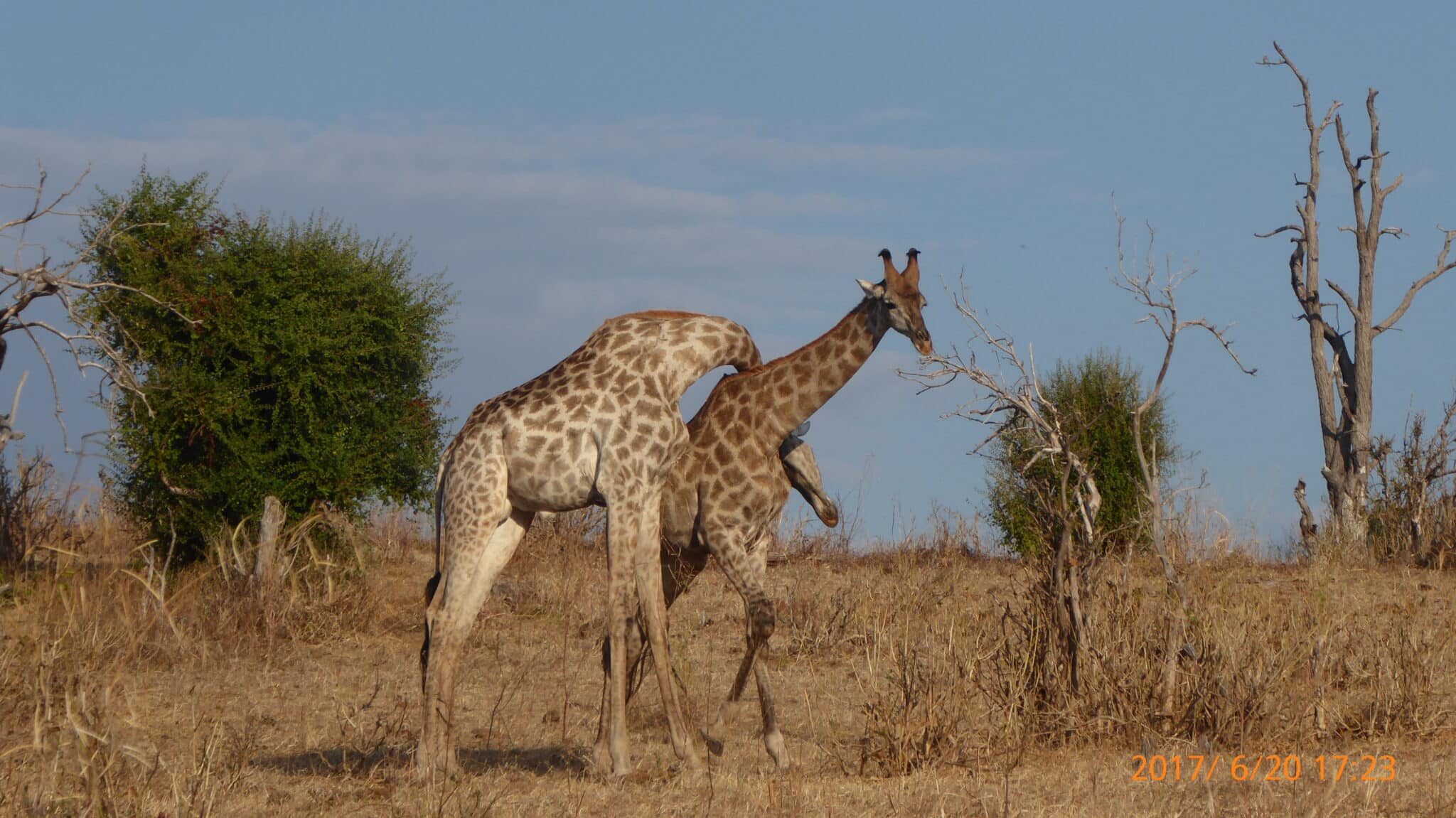 Giraffes playing, Botswana (Credit: Nancy Sharkey)