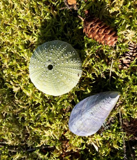 Sea urchin, mussel shell and pine cone on moss on Lobster Island