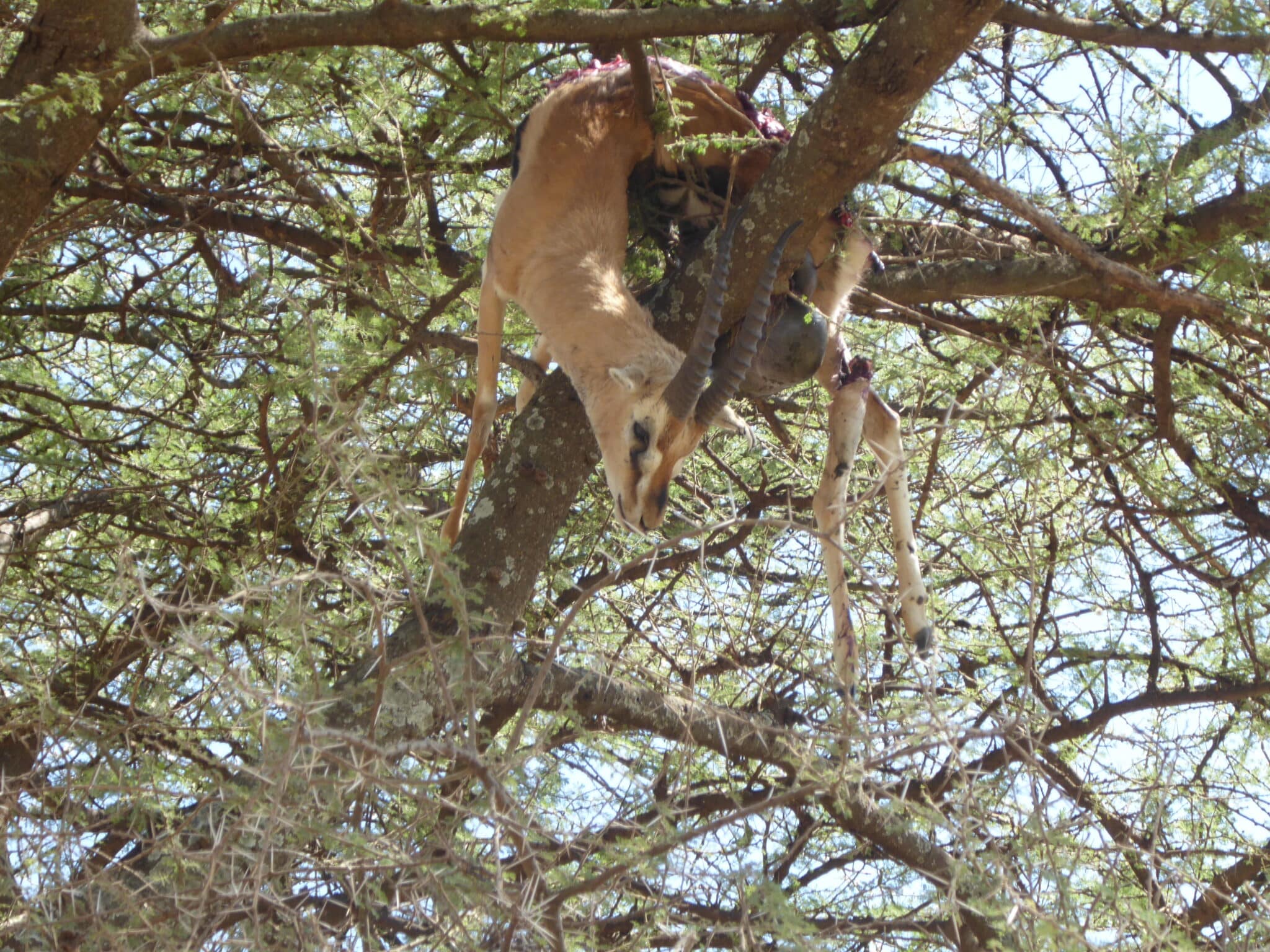 A killed gazelle stashed high in a tree by a leopard for snacking (Credit: Nancy Sharkey)