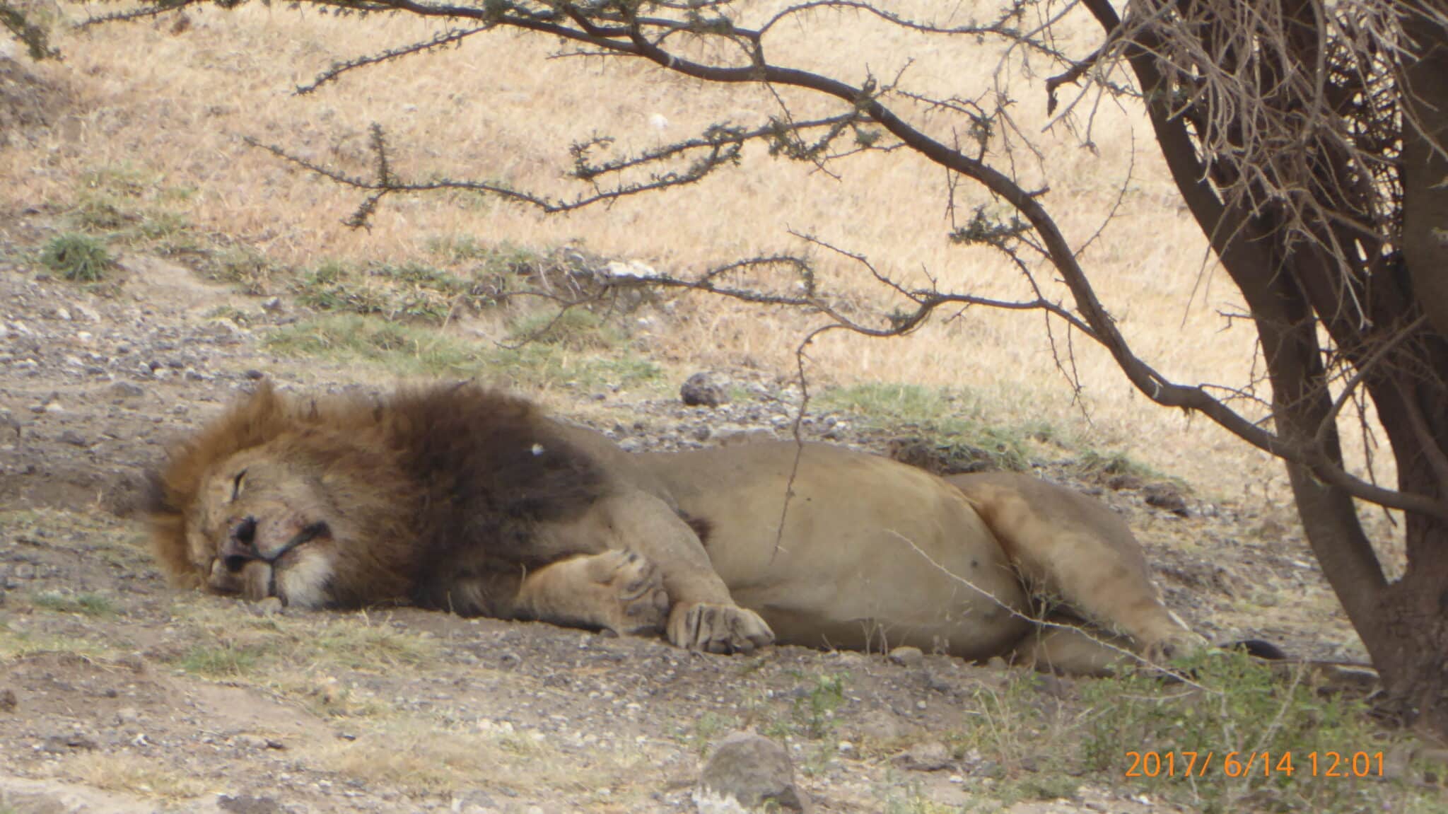A lion sleeps, Botswana (Credit: Nancy Sharkey)