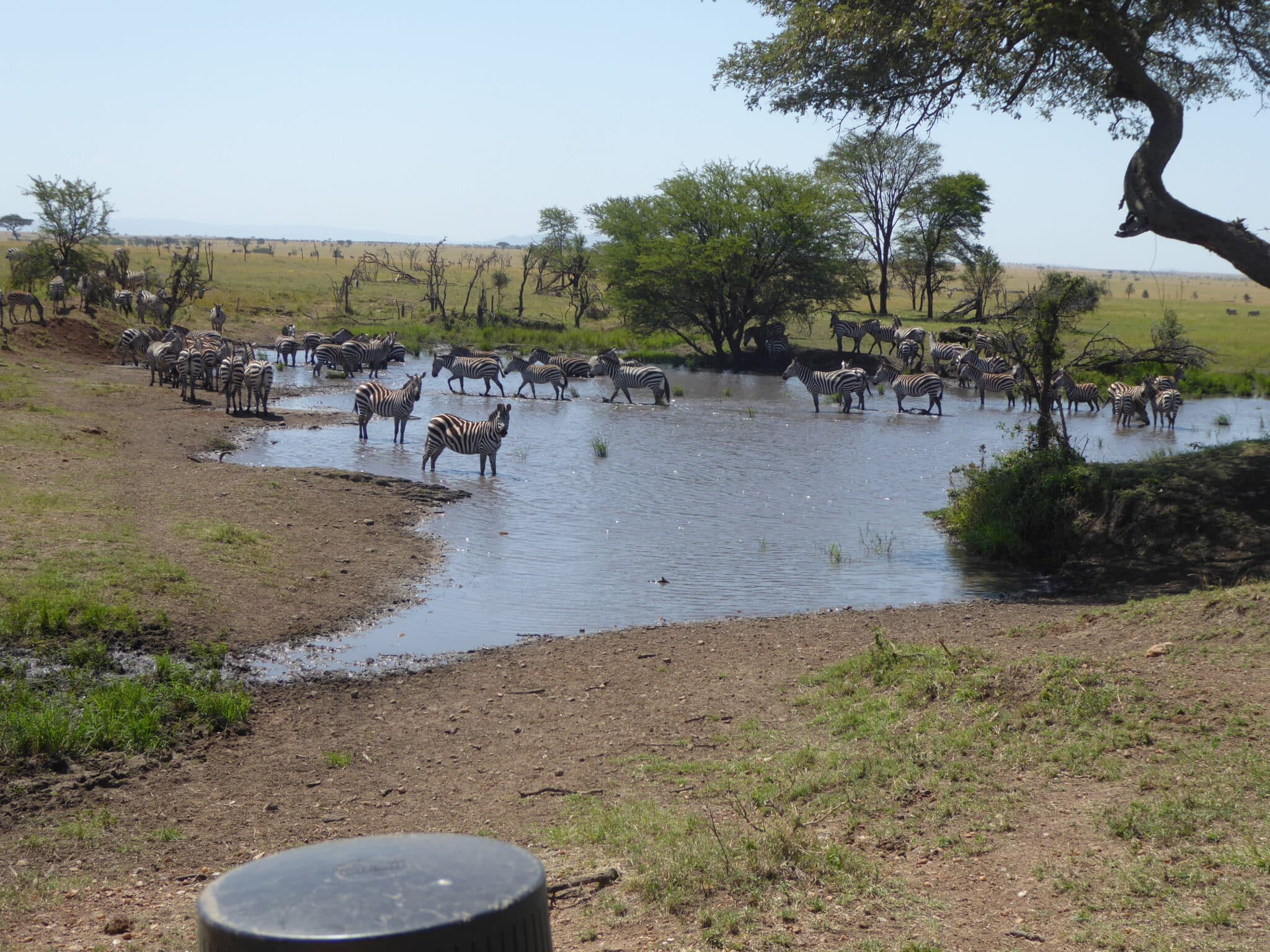 Zebras, Serengeti (Credit: Nancy Sharkey)