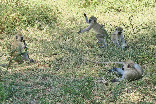 Vervet monkeys playing in the park