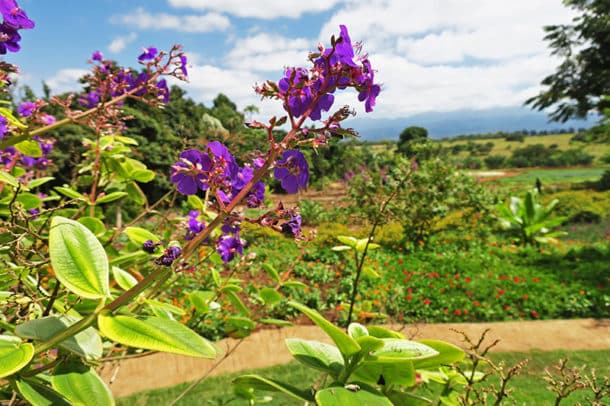 The flower garden at Ngorongoro Farm House