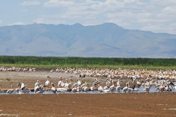 Pelicans in Lake Manyara National Park
