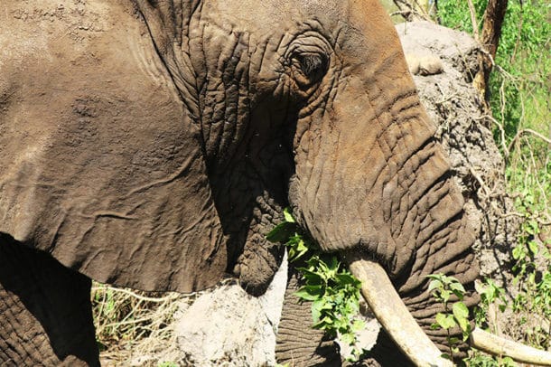 Close-up of an elephant having a snack in Lake Manyara National Park