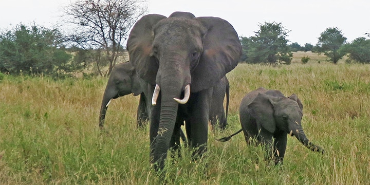 Elephants in Tarangire National Park, Tanzania