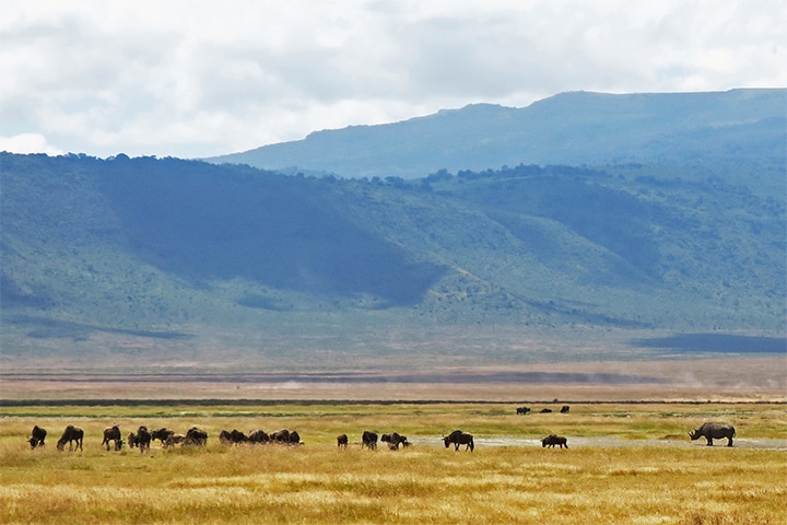 Rare black rhino sighting in Ngorongoro Crater National Park (wish I had a better camera!)