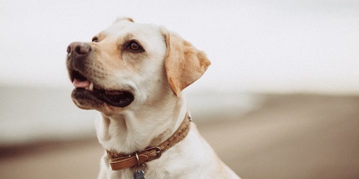 You can walk rescue dogs and pay vet bills with Free Animal Doctor