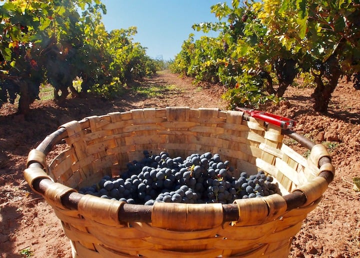 Harvesting grapes at Bodegas David Moreno