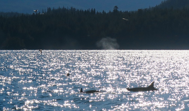 A pair of orcas hunting sea lions near Telegraph Cove