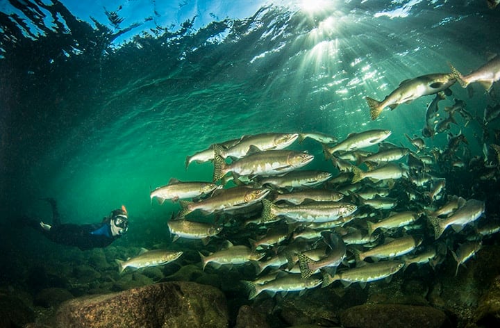 Snorkeling with salmon in Campbell River (Credit: Eiko Jones Photography)