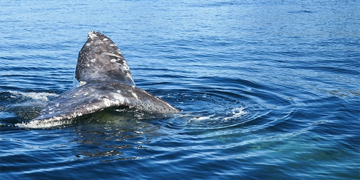 Three can't-miss wildlife tours in Vancouver Island's Campbell River