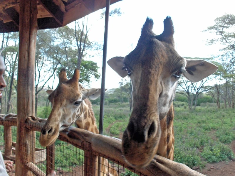 Giraffes in Kenya