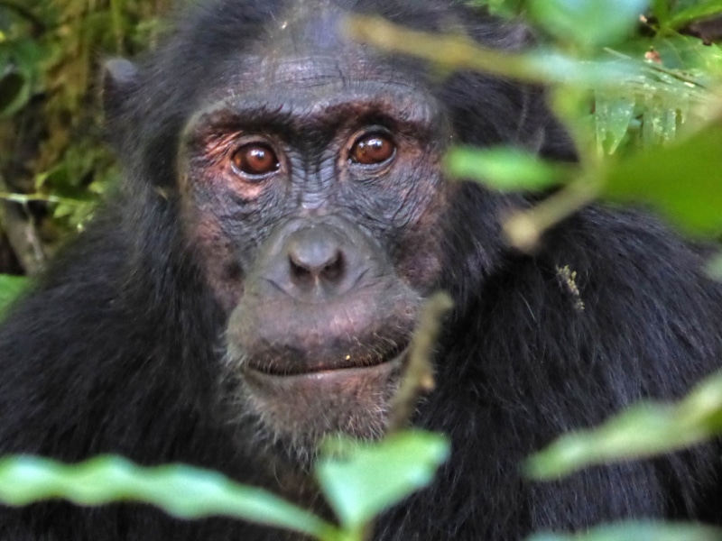 Chimp at Kibale National Park in Uganda