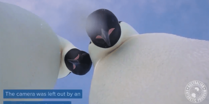 Emperor penguins find a camera