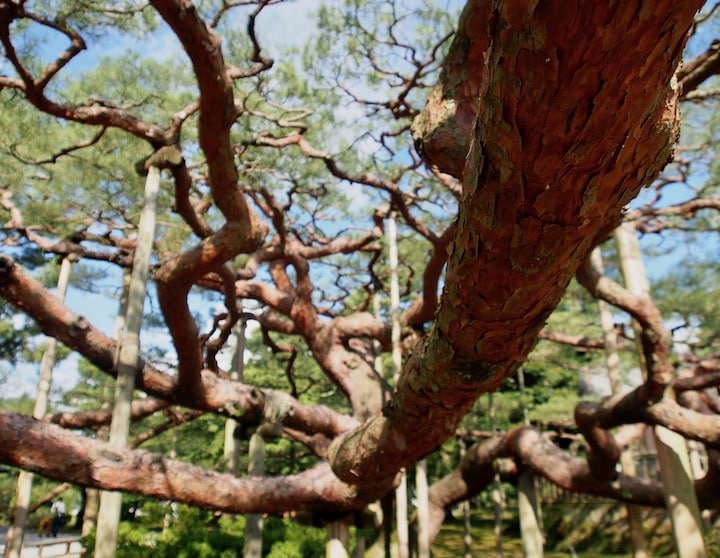 An old pine in Kenrokuen