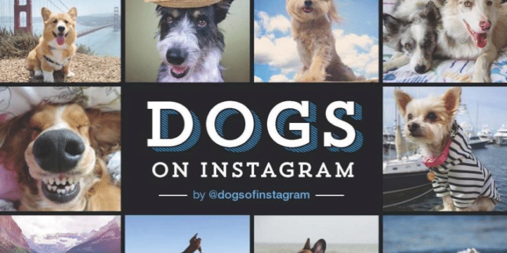 Dogs on Instagram
