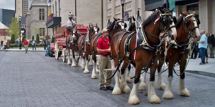 The famous Budweiser Clydesdales on the MGM Springfield's opening day