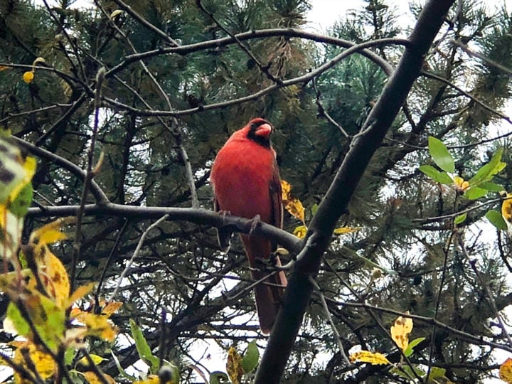 Cardinal