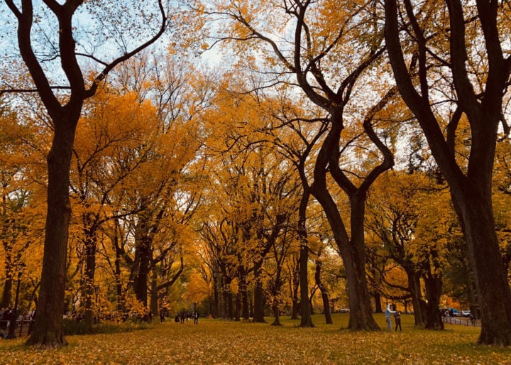 Central Park in fall