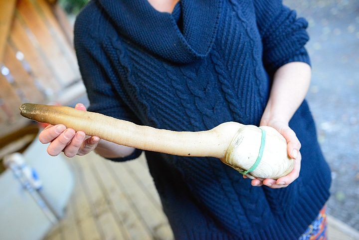 The geoduck: not pretty but hugely popular in China and gaining popularity here