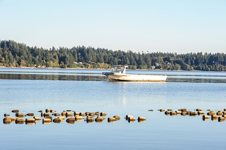 Buoys suspending bags of growing oysters at Chelsea Farms