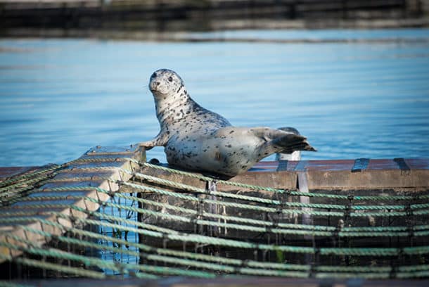 Seal resting on a mussel raft
