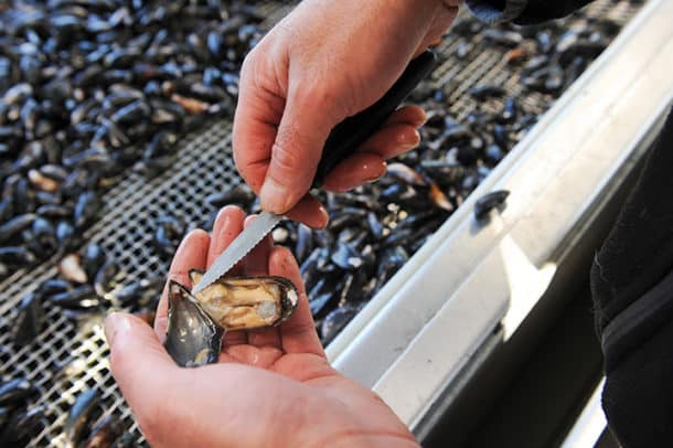 Super fresh: a just-harvested mussel