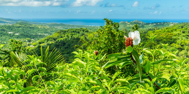 The view from the Flower Forest in Barbados