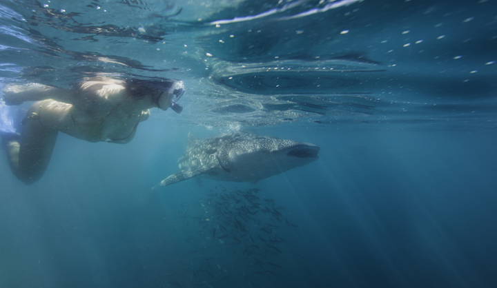 Snorkeling with whale sharks (Credit: La Paz Tourism)